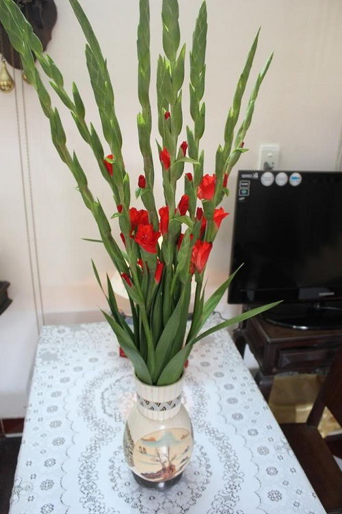 Hoa lay ơn dùng để cắm để bàn thờ ngày Tết phổ biến nhất